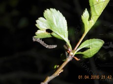 Allophyes oxyacanthae_гусеница II